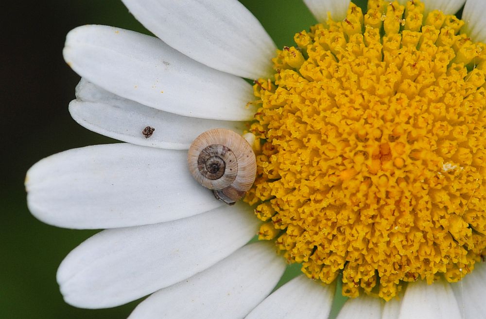 La vita in un fiore - seconda parte